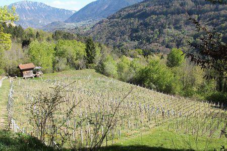 Les dernières vignes de Féternes Les dernières vignes de Féternes
